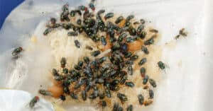 What Do House Flies Eat? 15+ Foods They Feast On Picture