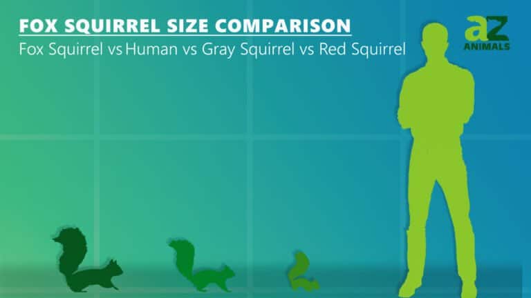 fox squirrel size comparison: red squirrel, grey squirrel