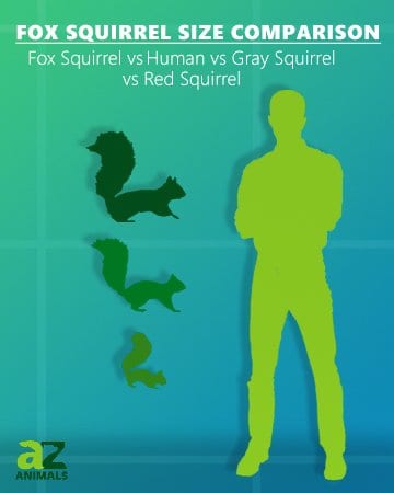 fox squirrel size comparison: red squirrel, grey squirrel