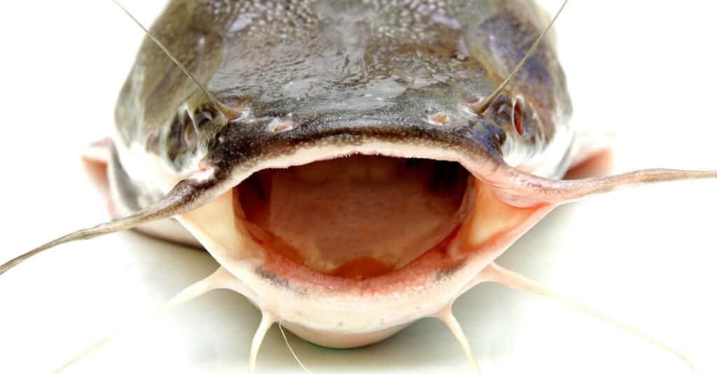 Catfish Teeth- Fresh Catfish