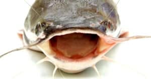 Bullhead vs Catfish: What Are the Differences? Picture
