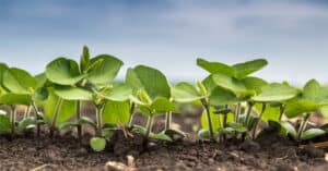 Discover the 10 U.S. States That Grow the Most Soybeans Picture