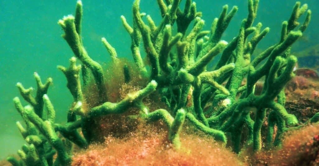What Do Sponges Eat - Freshwater sponge using symbiotic algae for nutrients.