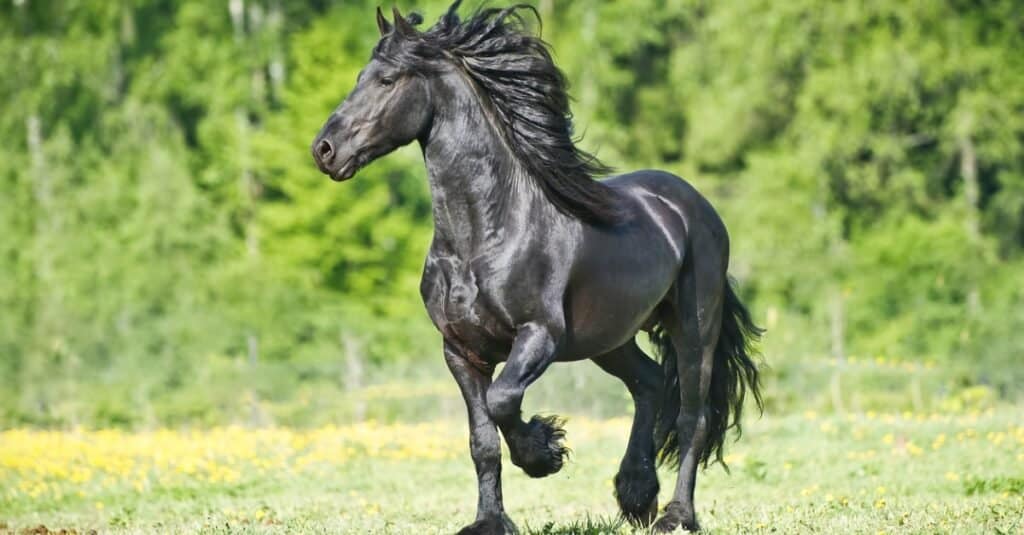 10 Strongest Horse Breeds In The World