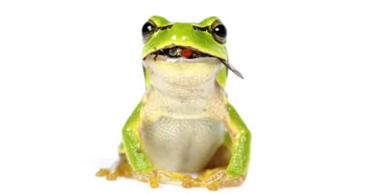 Frog Teeth - Frog Eating a Fly