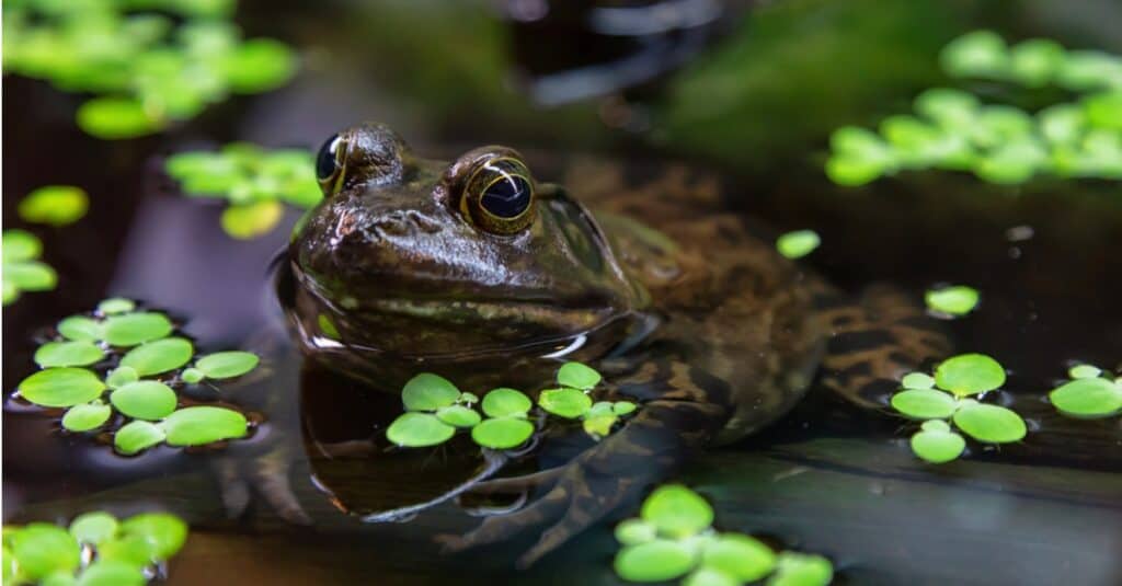 How long do frogs live?
