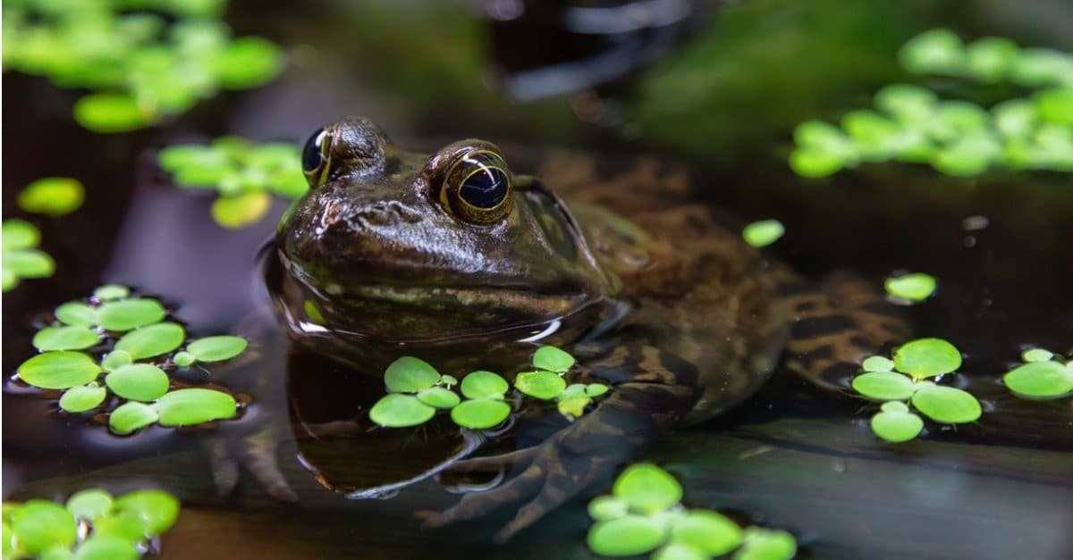 frog into water