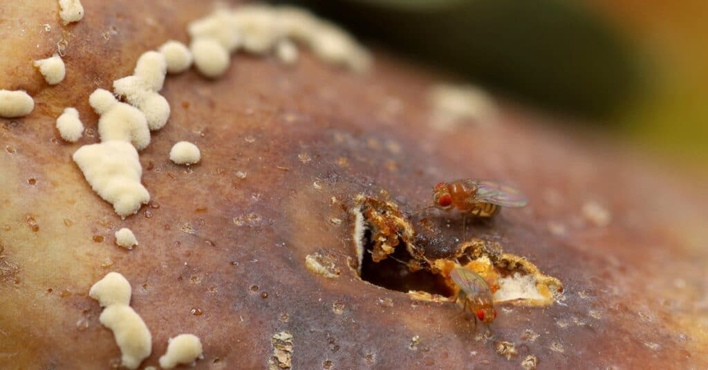 fruit flies eating rotten fruit