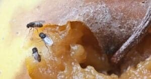 What Do Fruit Flies Eat? 15 Common Foods Fruit Flies Eat Picture