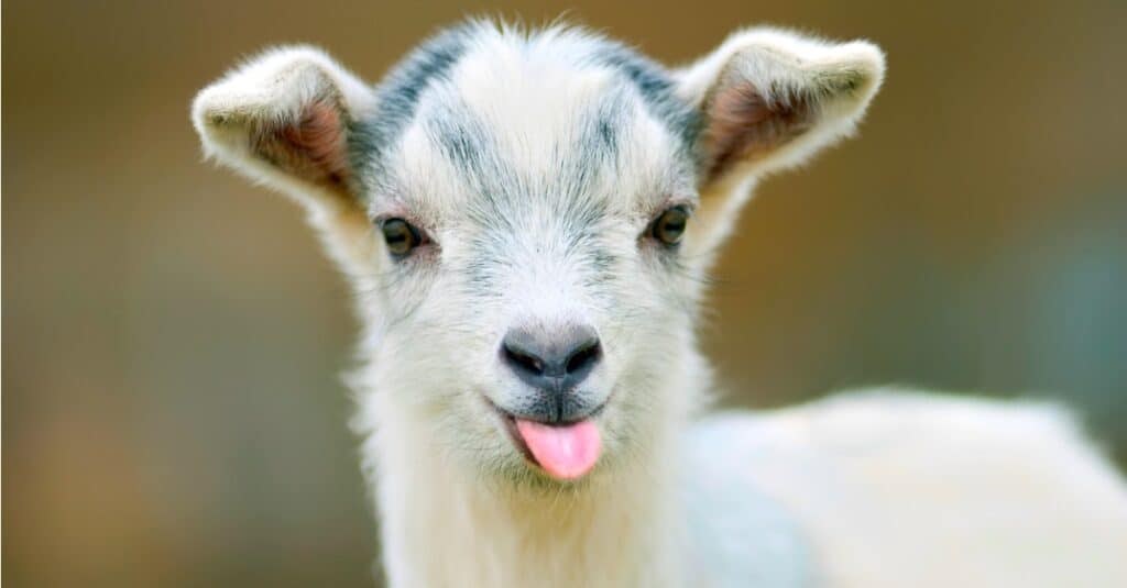 funny goat sticking out its tongue picture id177369626