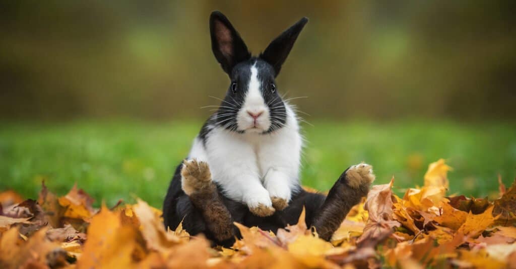 funny rabbit with back legs open to front