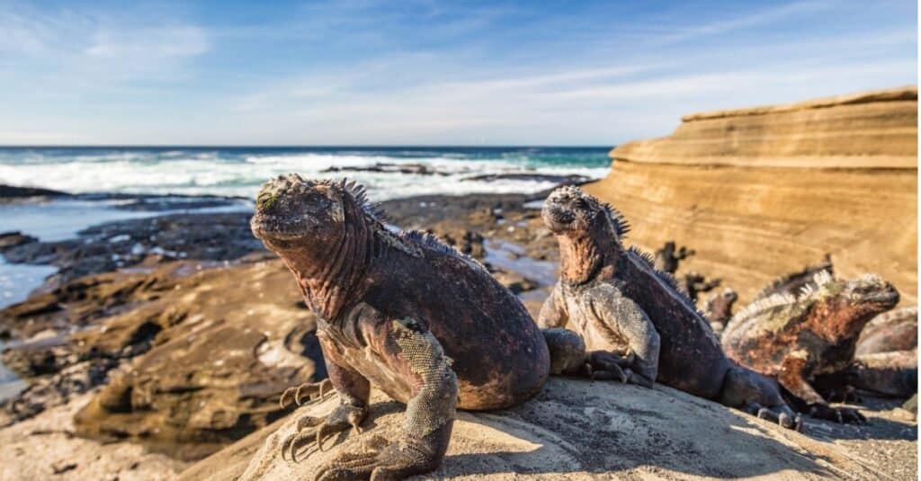 two-marine-iguanas-sitting-on-a-rock