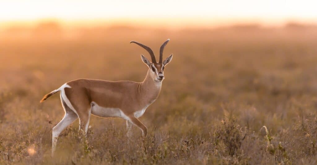 gazelle in open field at sunset