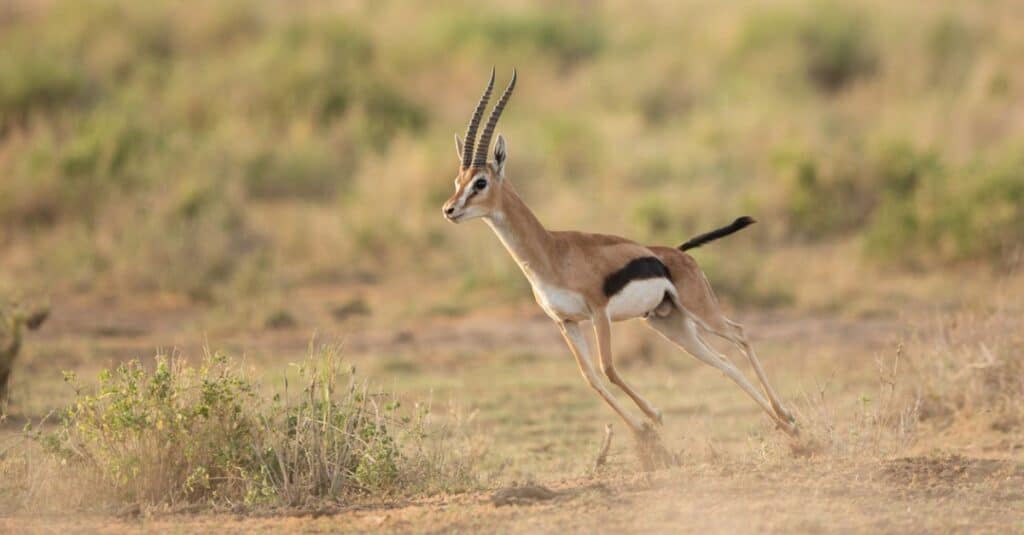 gazelle running