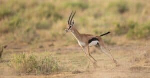 How Fast Are Gazelles? Top Speeds and How It Compares to Predators Picture