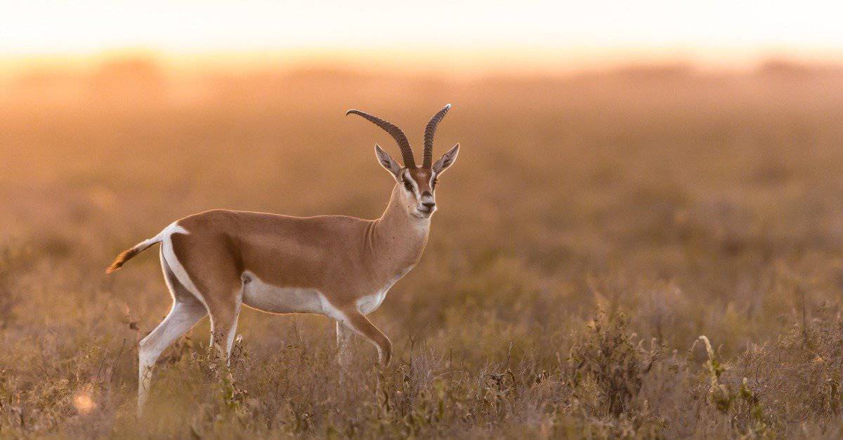 High-IQ Gazelle Outsmarts a Hunting Lion With Fast Moves - AZ Animals