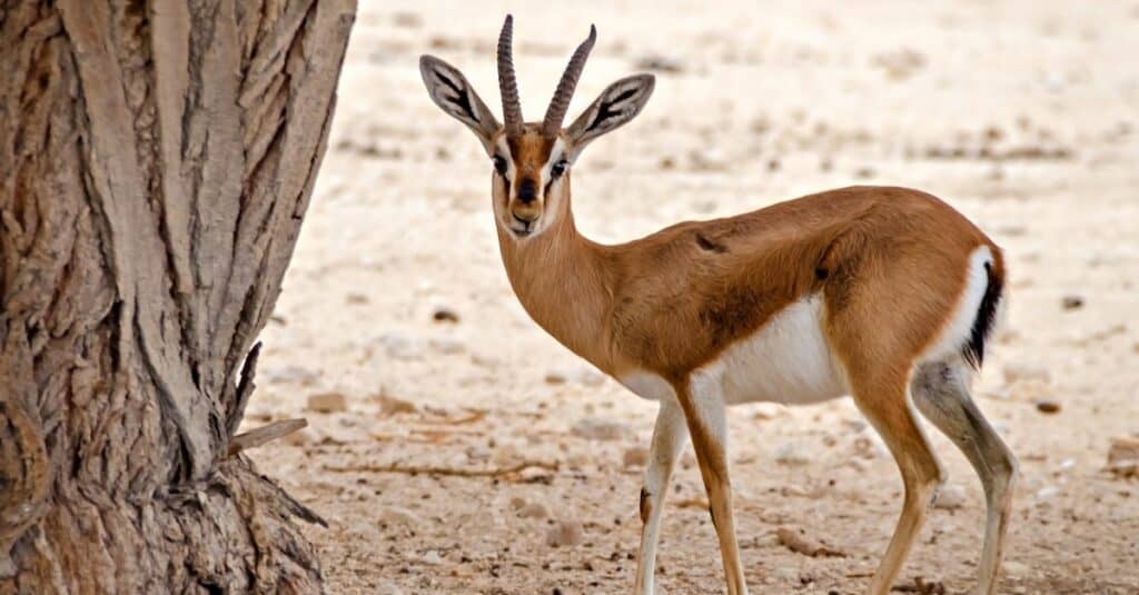 gazelle standing