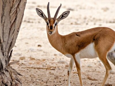 A Gazella gazella