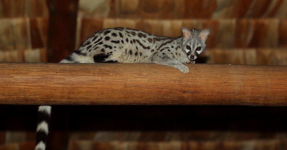 genet laying across wood beam