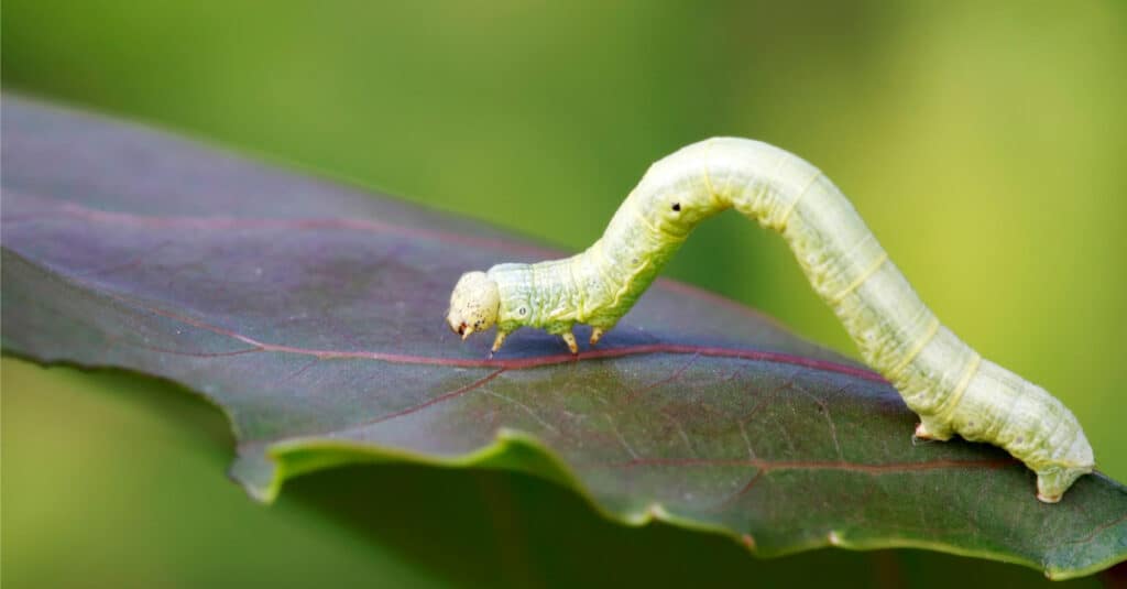 inchworms transform into moths