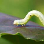 Geometer moths