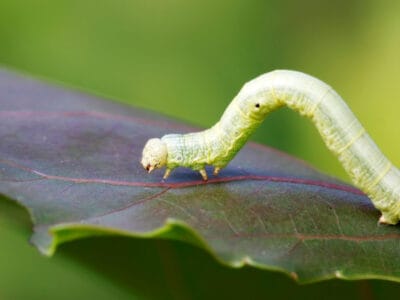 A Inchworm