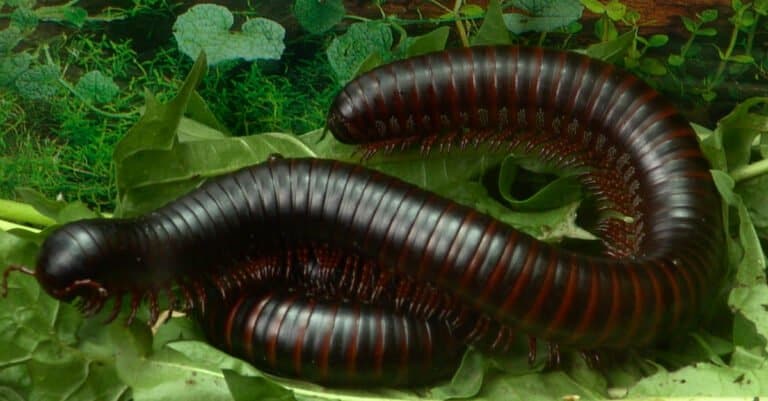 giant African millipede on a pile of leaves