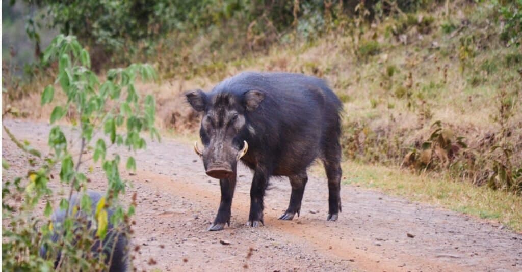 Largest Wild Boar - Giant Forest Hog