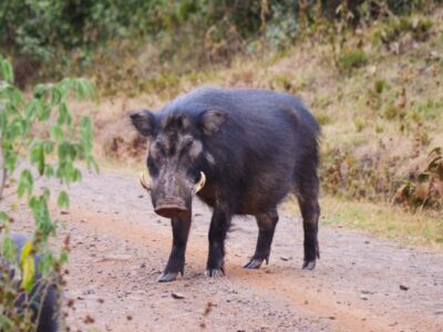 A Wild Boar vs Pig: Understanding the Key Differences (and Similarities)