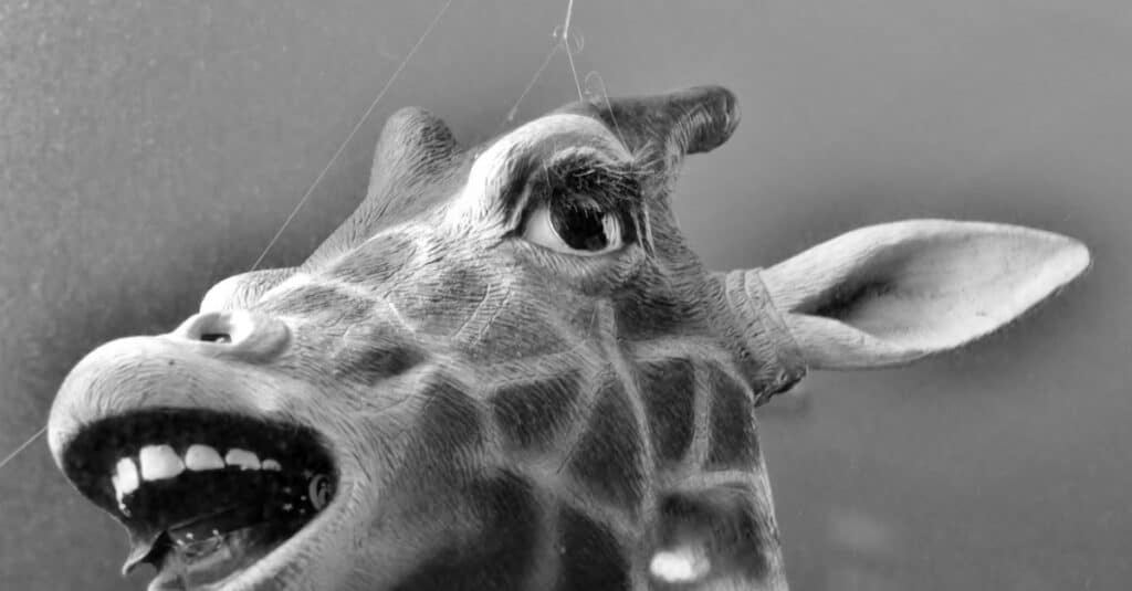 Giraffe Teeth- Giraffe Head