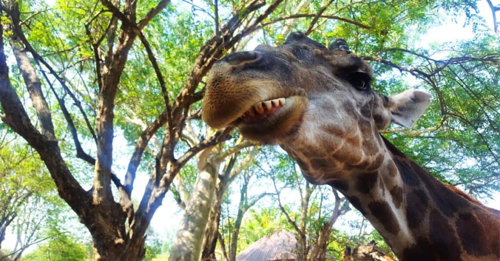 giraffe smiling with teeth