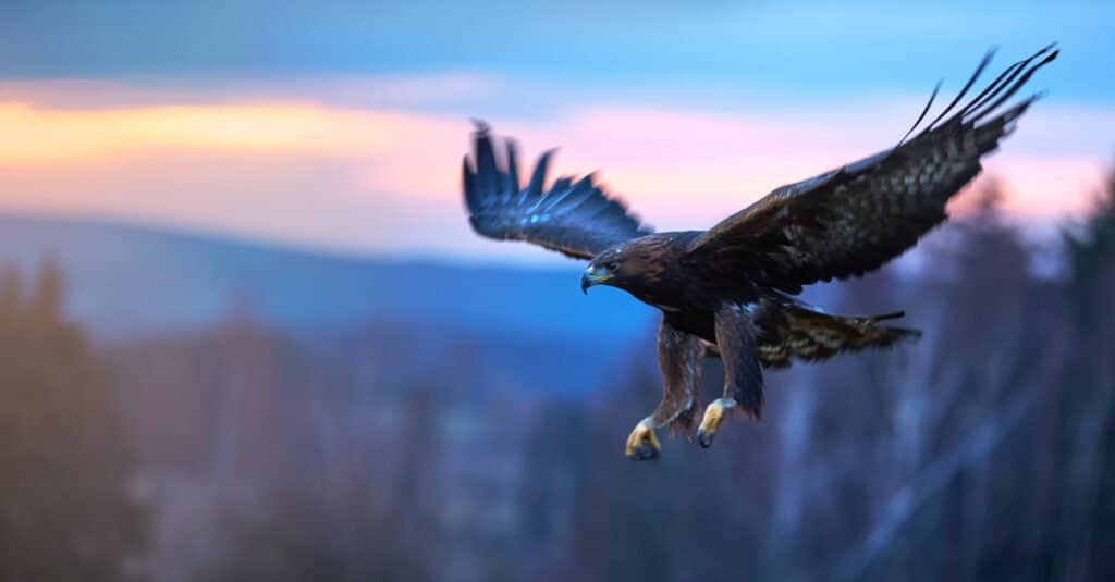 A majestic golden eagle soaring through the sky, a predator of mule deer, displaying its impressive wingspan.