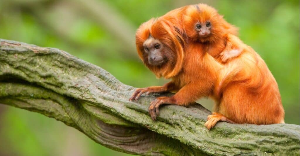adult and baby golden lion tamarins