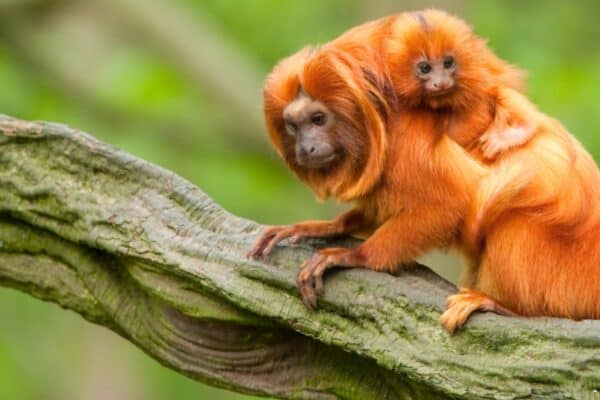 The golden lion tamarin is a lovely orange animal that has a relatively small body. 