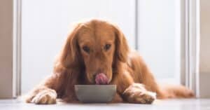 The 4 Best Nulo Dog Foods: Reviewed for 2022 Picture