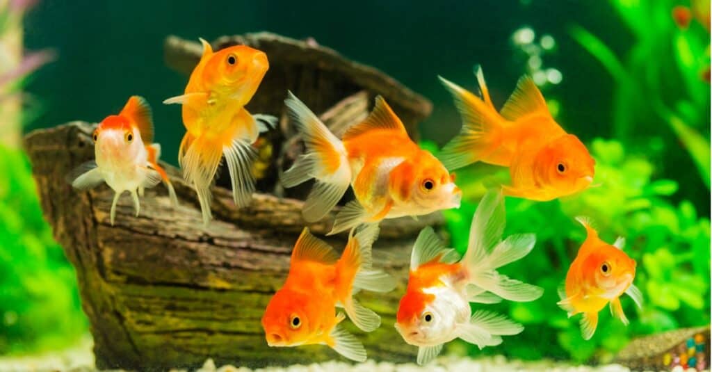 goldfish swimming in aquarium
