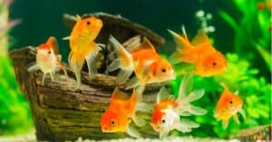 Male vs. Female Goldfish Picture