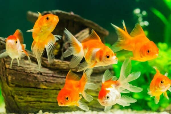This lovely orange animal, the goldfish, has at least 125 different species. 