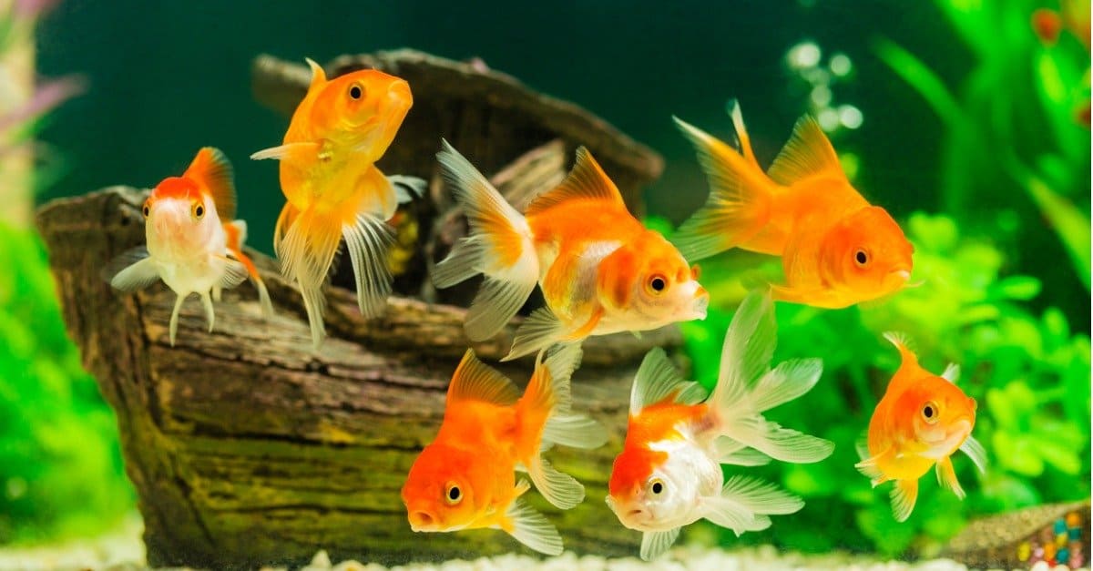 Goldfish Lifespan: How Long Do Goldfish Live? - AZ Animals