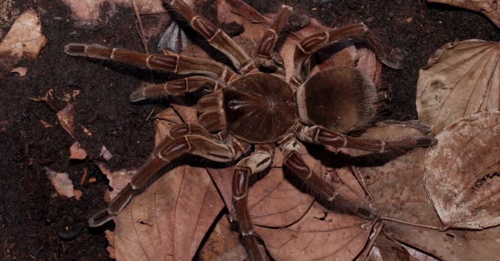 close up of a goliath bird-eating tarantula