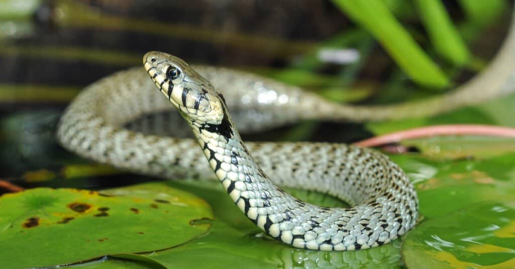 grass snake on lily pad in water