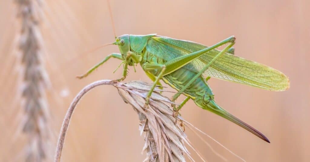 katydid vs grasshopper