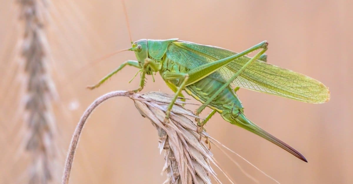 What Do Katydids Eat? Their Diet Explained IMP WORLD