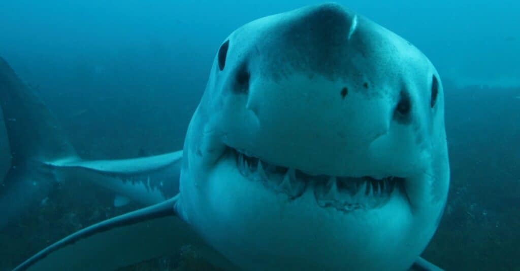 Great white shark too close for comfort.