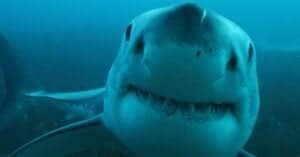 What Do Great White Sharks Eat? Picture