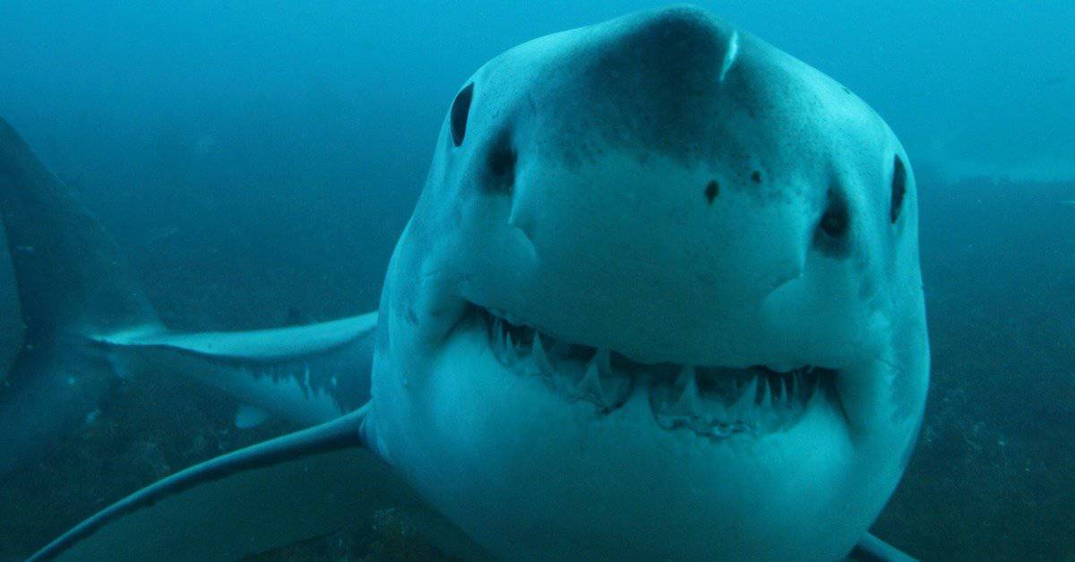 great white shark eating fish