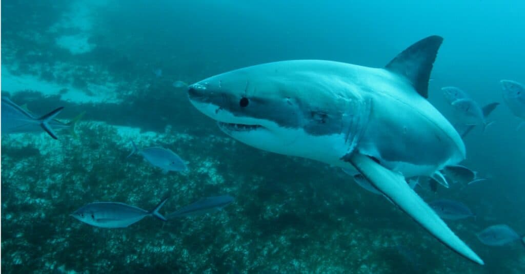 Que Mangent Les Grands Requins Blancs ?