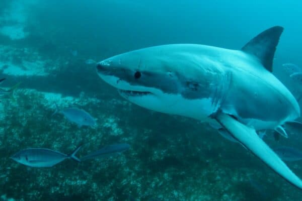 Great white shark pups are big fans of lobster and crab, as well as smaller fish and sharks
