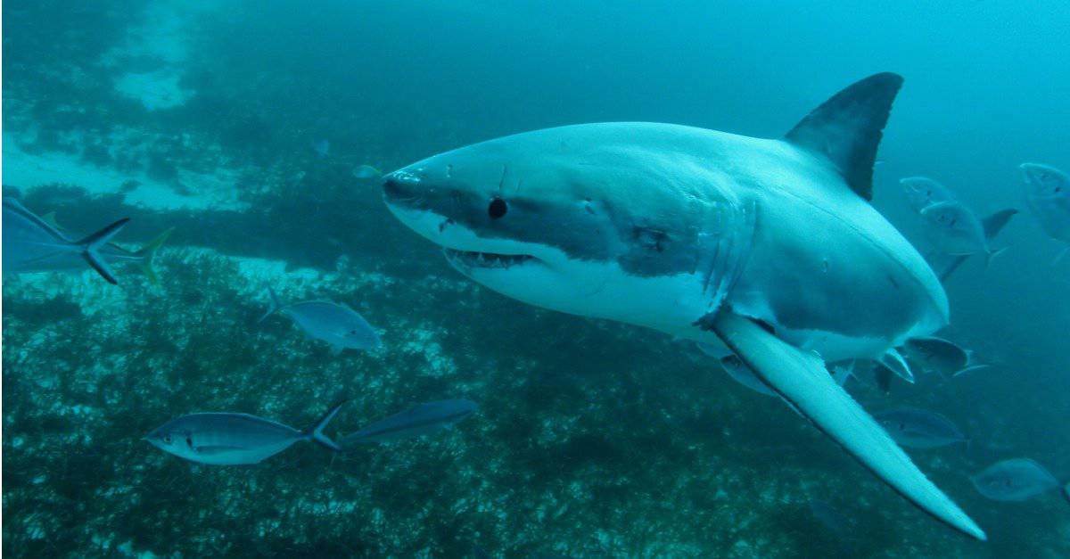 What Do Great White Sharks Eat?