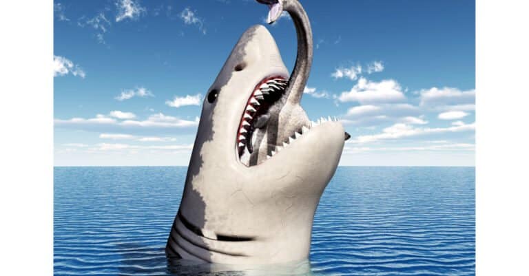 Great White Shark Teeth- Great White Shark Eating